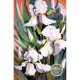 WATERMARK GREETING CARD WHITE IRIS
